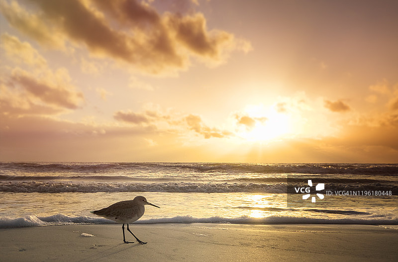 佛罗里达州迈尔斯堡海滩日落前的矶鹬图片素材