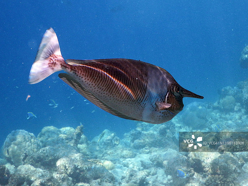 短吻鼻鱼，菲哈后岛，马尔代夫图片素材