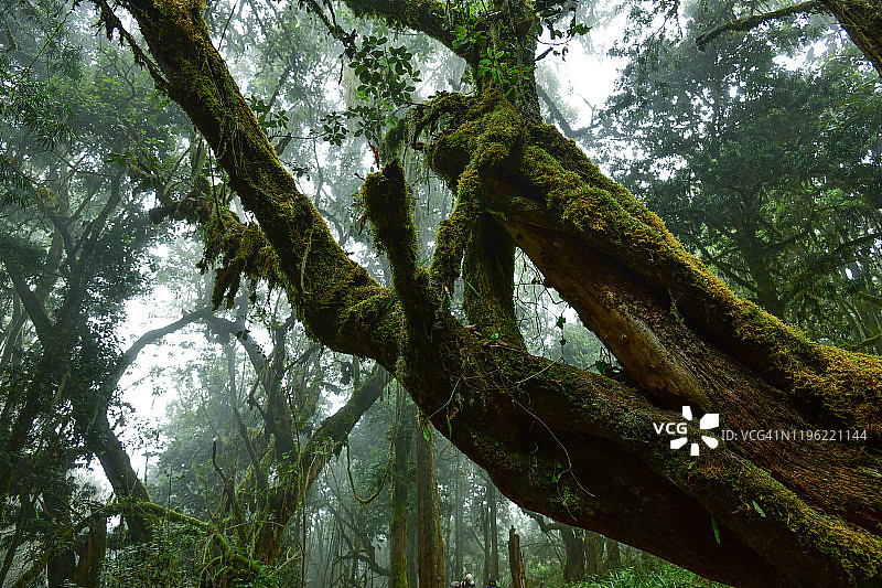 山地雨林中覆盖着厚厚苔藓的罗汉松区域图片素材
