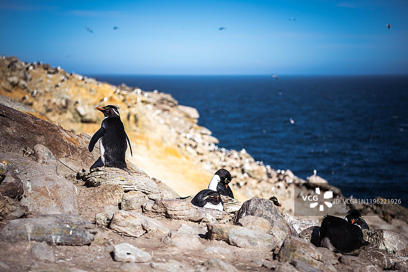 福克兰群岛的南部跳岩企鹅群图片素材