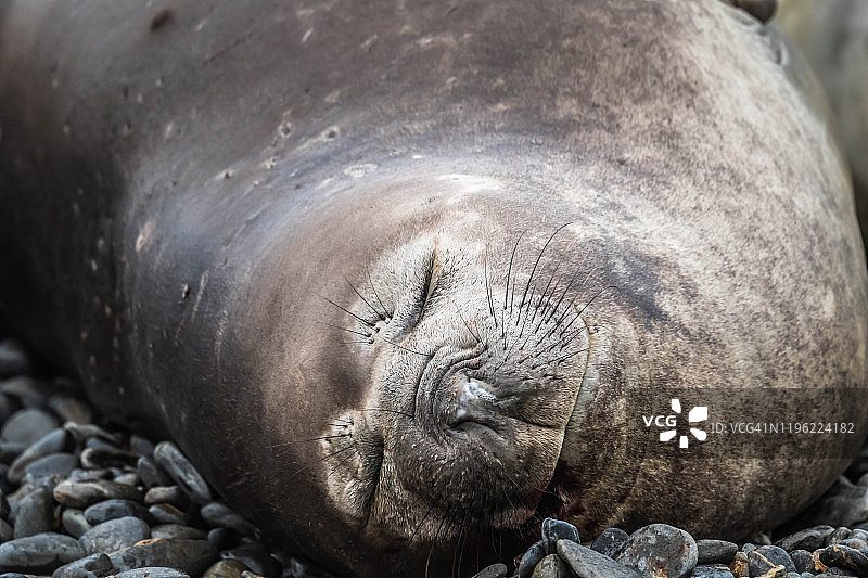 南方象海豹群图片素材