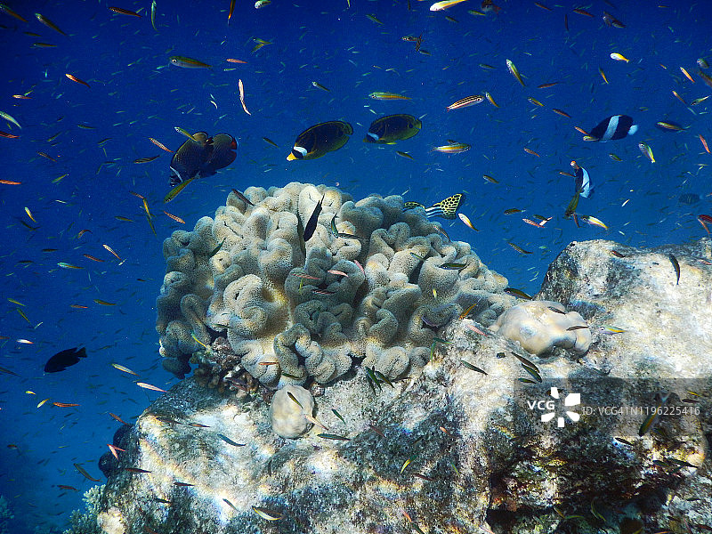 马尔代夫菲哈后岛的蘑菇皮珊瑚图片素材