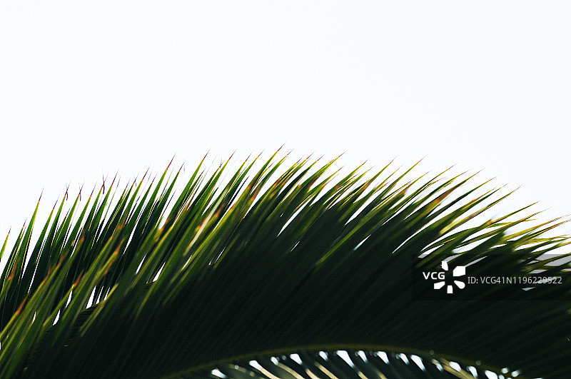 棕榈树叶图片素材