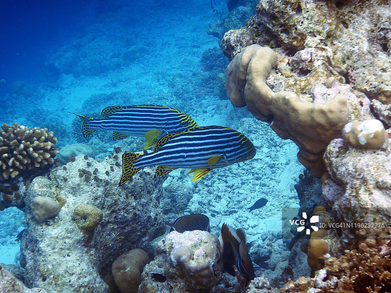 两条东方石鲈（Plectorhinchus orientalis），马尔代夫菲哈后岛图片素材
