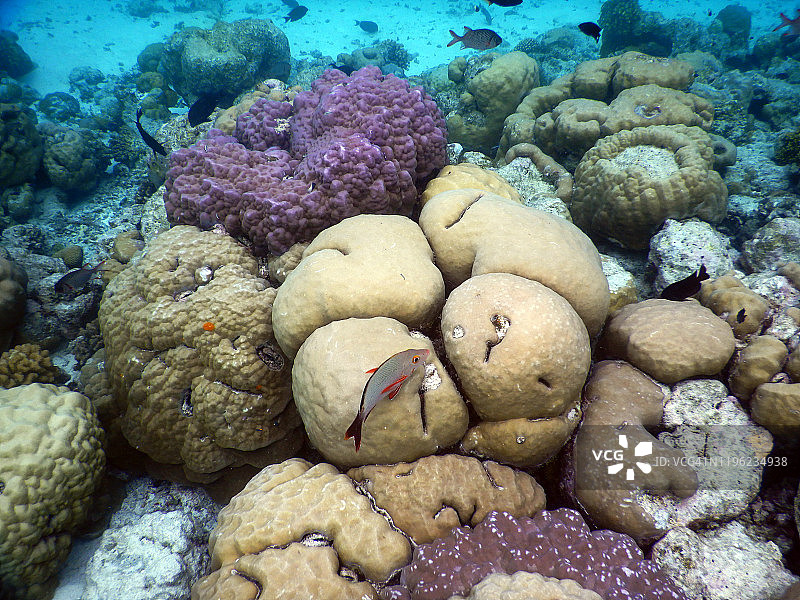红鳍笛鲷（马尔代夫菲哈后岛）图片素材