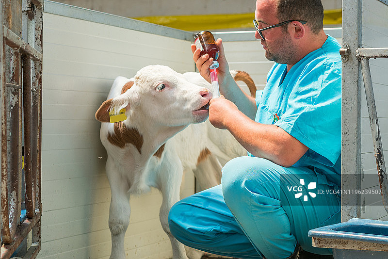 快乐的兽医给小牛注射图片素材