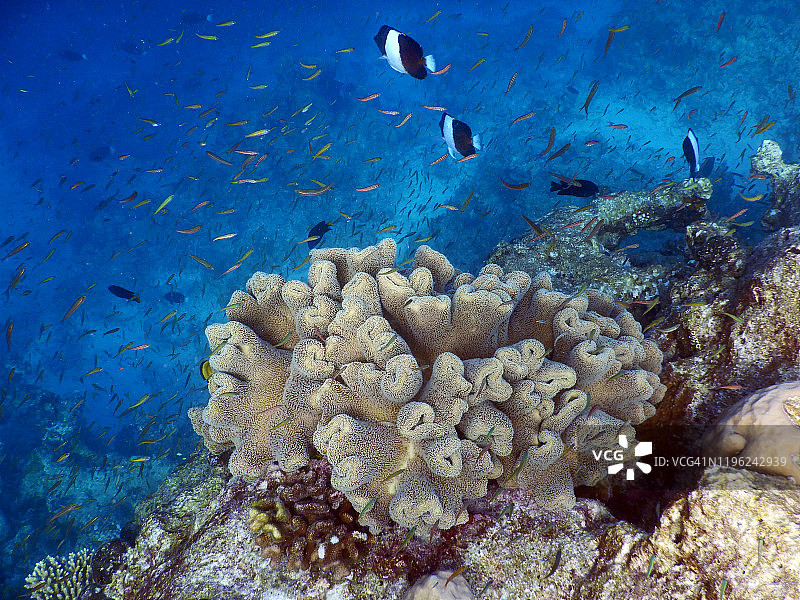 马尔代夫菲哈后岛的蘑菇皮珊瑚图片素材