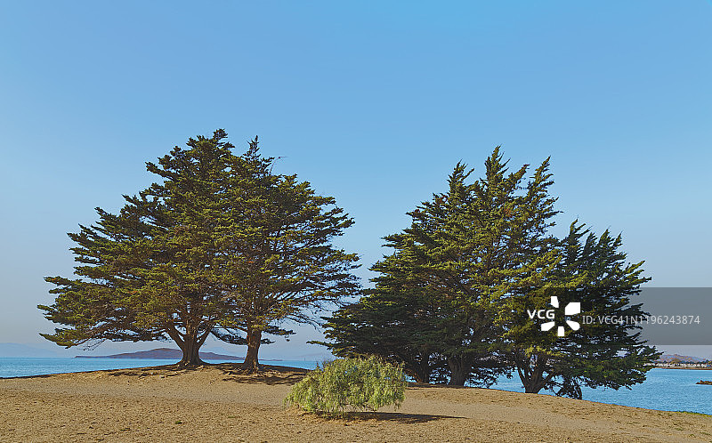 伊莎贝尔角狗公园的松树图片素材