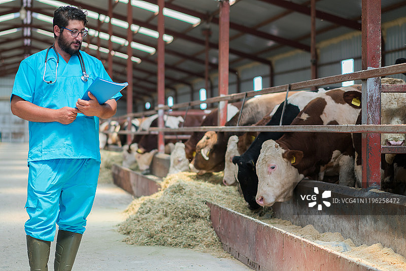 兽医和奶牛一起工作图片素材
