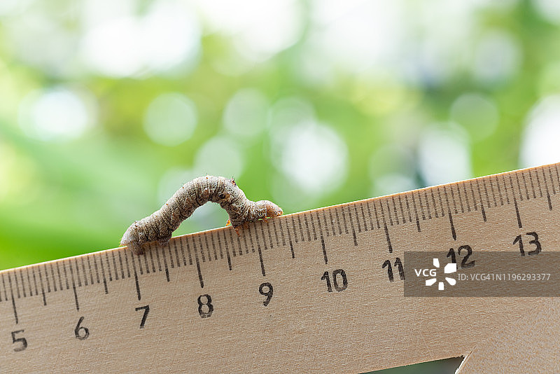 标尺上的蚧壳虫图片素材