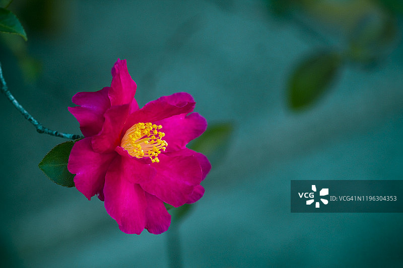 红色山茶花图片素材