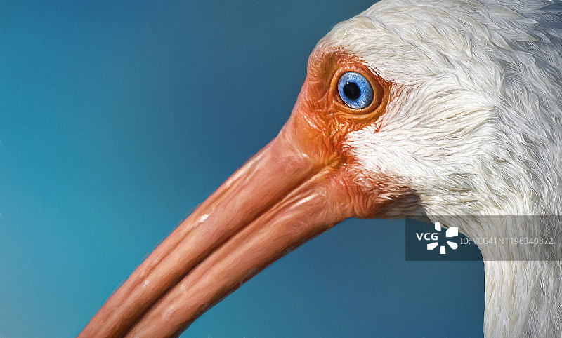 佛罗里达州迈尔斯堡海滩的蓝眼鹮近景图片素材