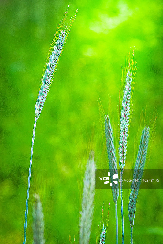 日出时分的麦田图片素材