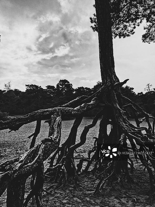 黑白照片：生长在地上的树根，看起来很可怕图片素材