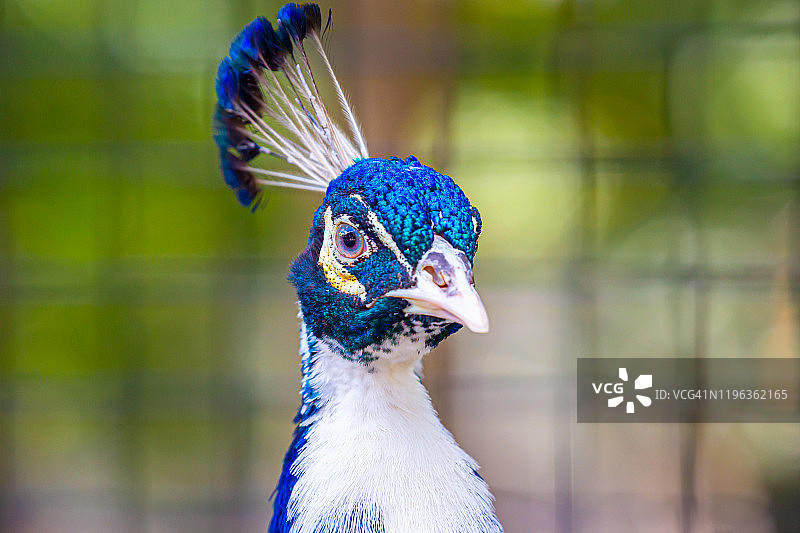 具有杂色图案的孔雀图片素材