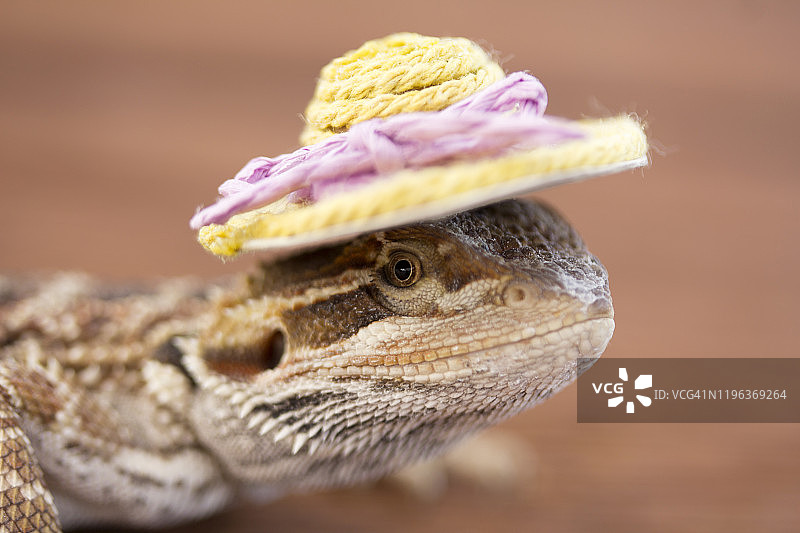 戴帽子的蜥蜴图片素材