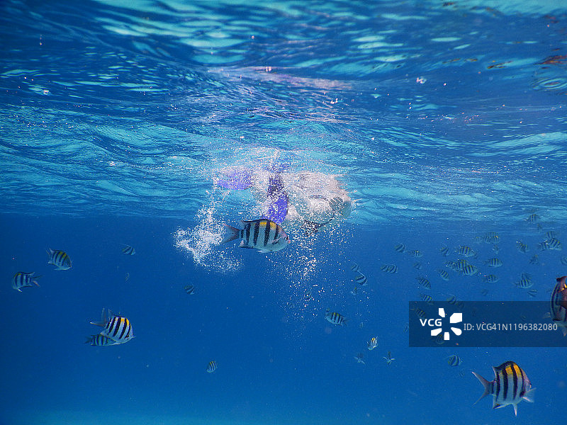 年长的男人在菲哈后岛的珊瑚礁上浮潜图片素材