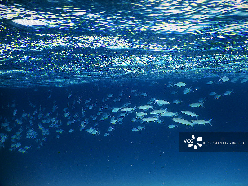 Trachinotus baillonii鱼群，马尔代夫菲哈后岛沙洲图片素材