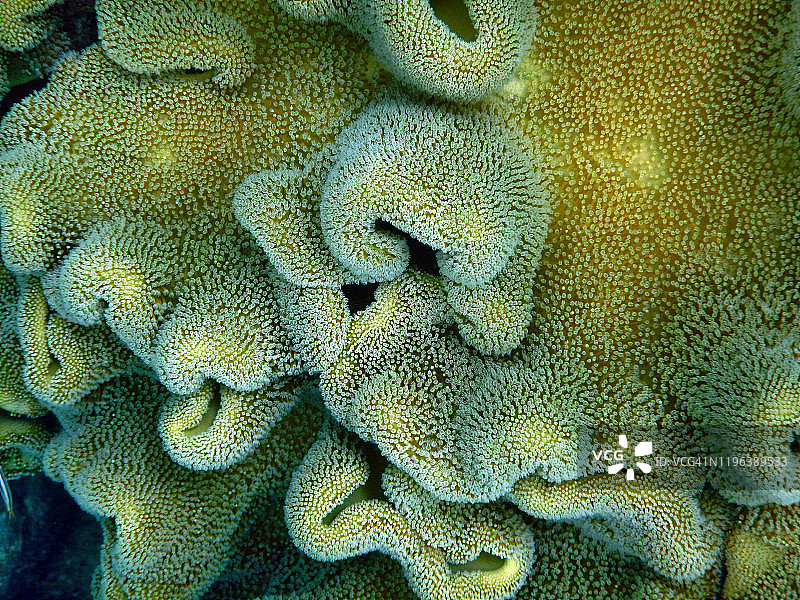马尔代夫菲哈后岛的蘑菇皮珊瑚（Sarcophyton sp.）细节图片素材