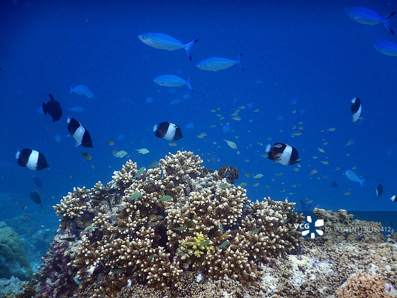 马尔代夫菲哈后岛的黑金字塔蝴蝶鱼图片素材
