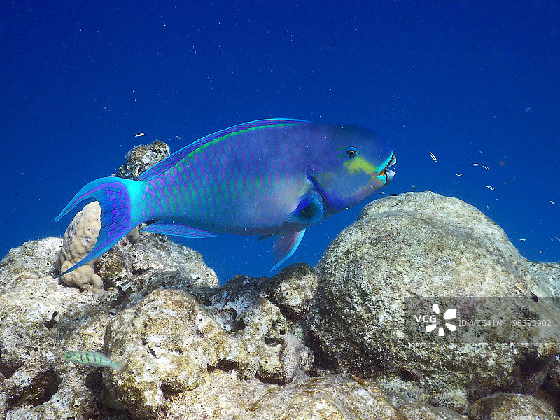 蓝鹦嘴鱼，菲哈后岛，马尔代夫图片素材