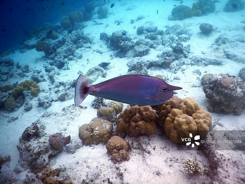 短吻鼻鱼，菲哈后岛，马尔代夫图片素材