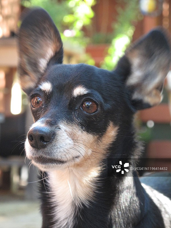 我在留意，我的耳朵能听到一切图片素材