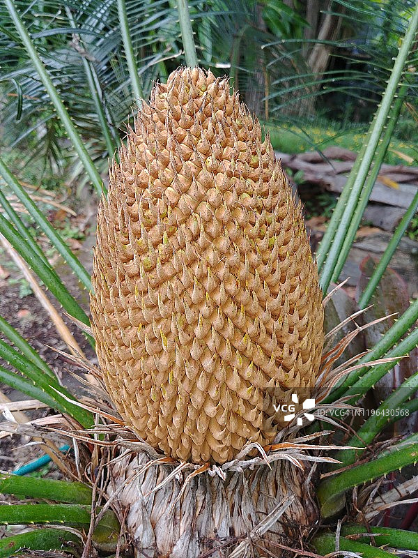 苏铁锥图片素材