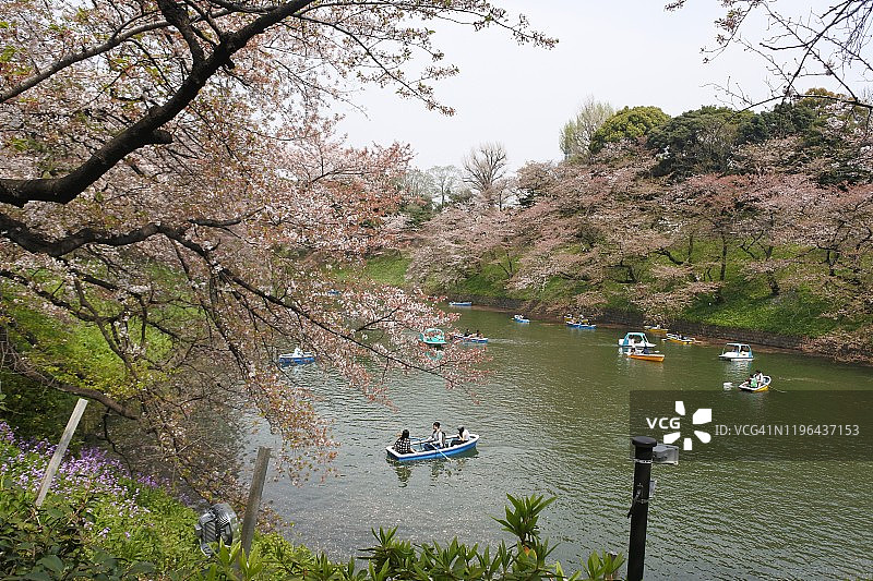 千鸟渊护城河上的樱花与独木舟图片素材