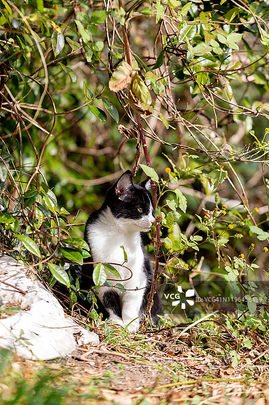只流浪猫图片素材