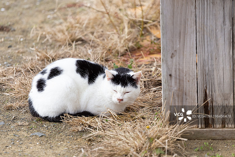 只流浪猫图片素材