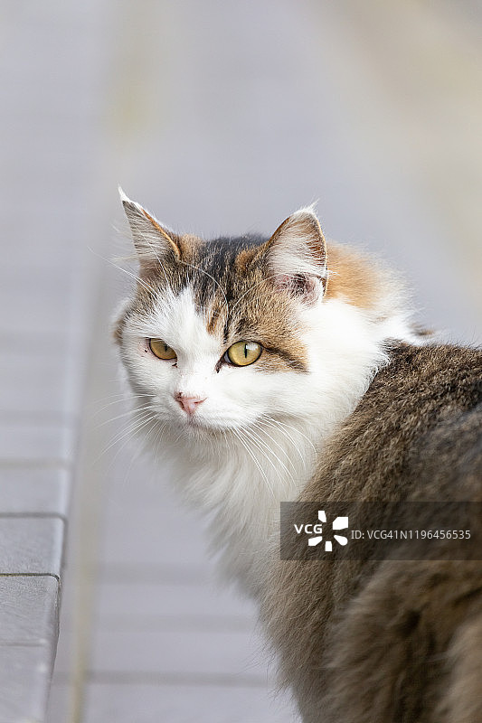 只流浪猫图片素材