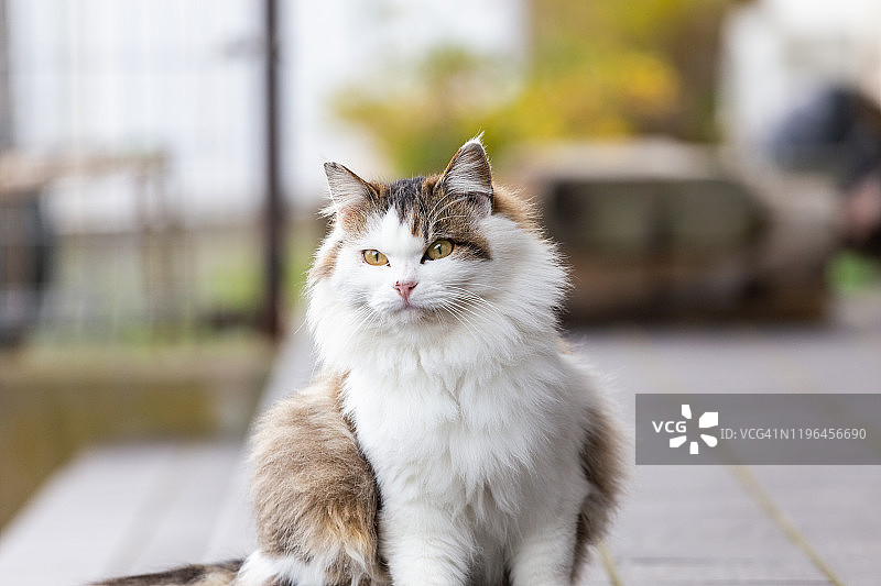 只流浪猫图片素材