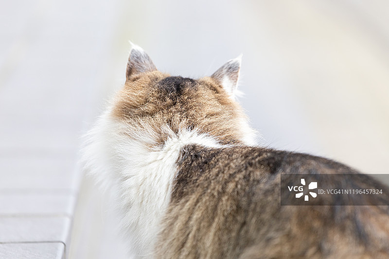 只流浪猫图片素材