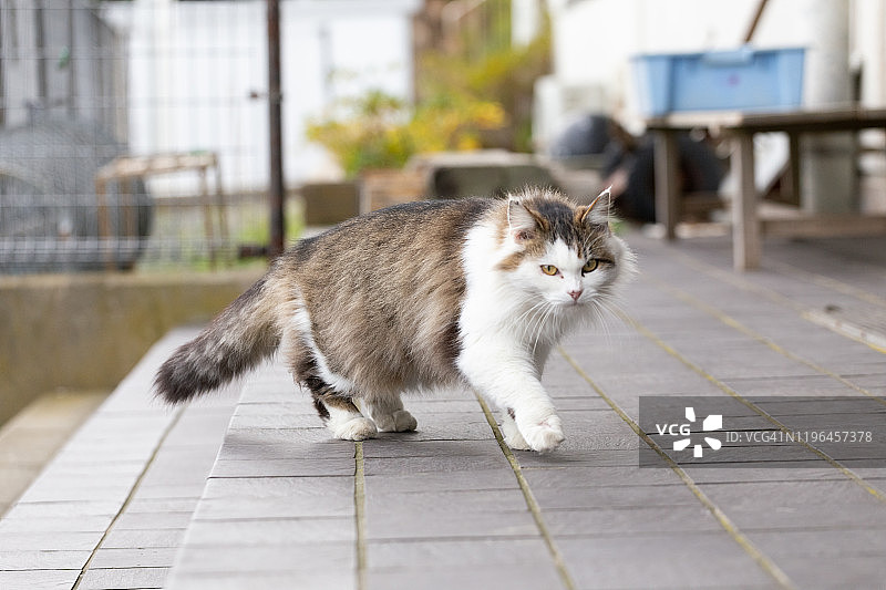 只流浪猫图片素材