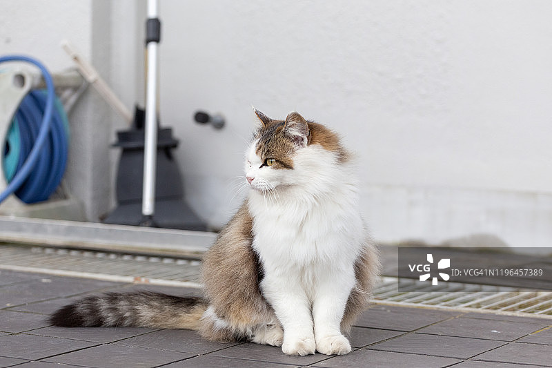 只流浪猫图片素材