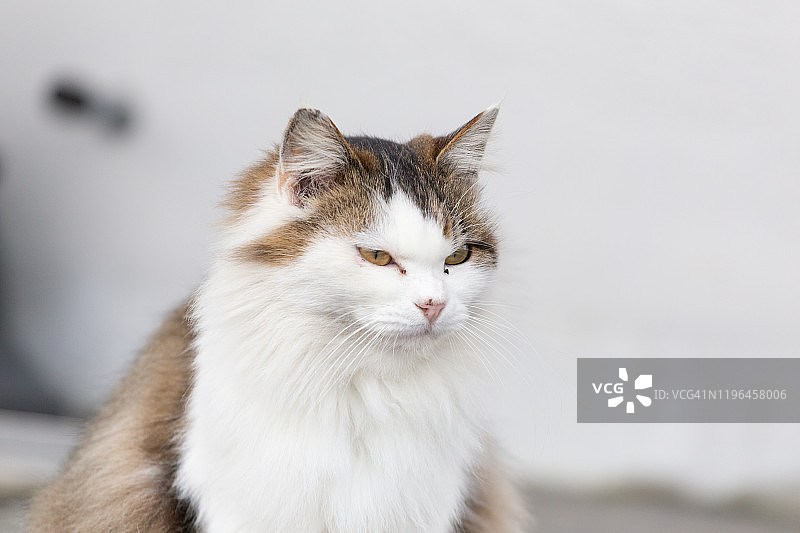 只流浪猫图片素材