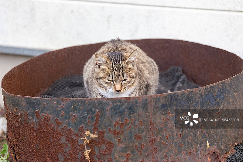 只流浪猫图片素材