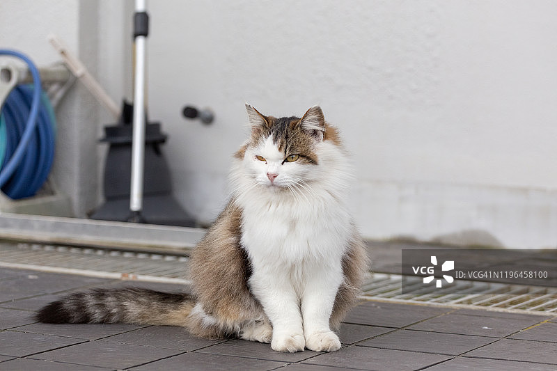 只流浪猫图片素材