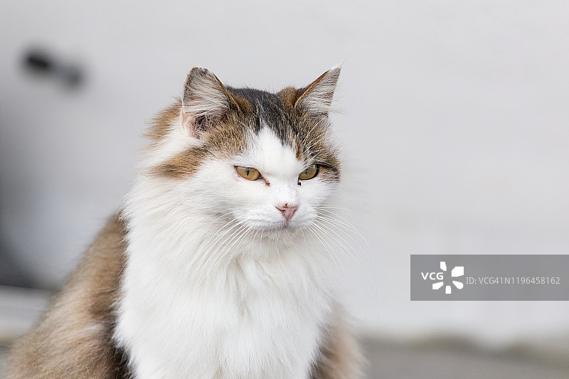 只流浪猫图片素材