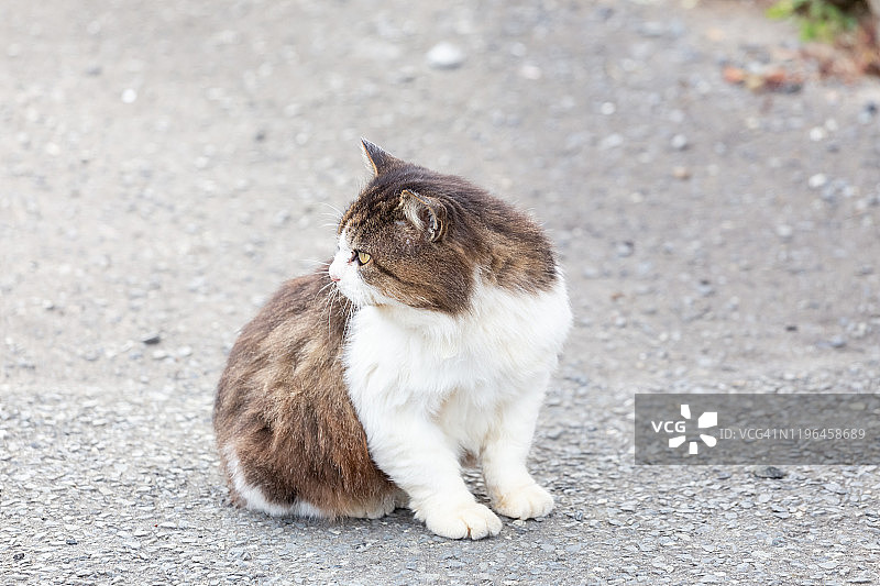 只流浪猫图片素材