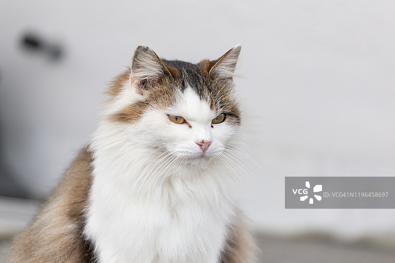 只流浪猫图片素材