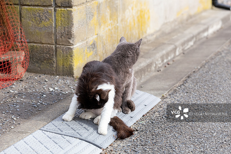只流浪猫图片素材