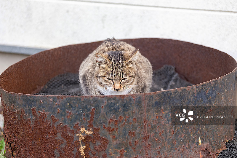 只流浪猫图片素材