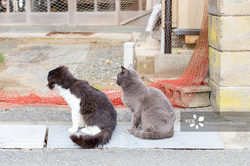 只流浪猫图片素材