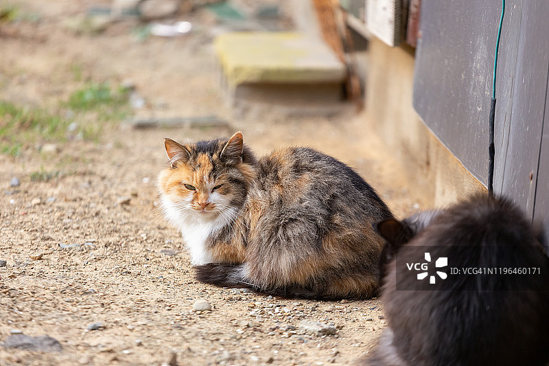 只流浪猫图片素材
