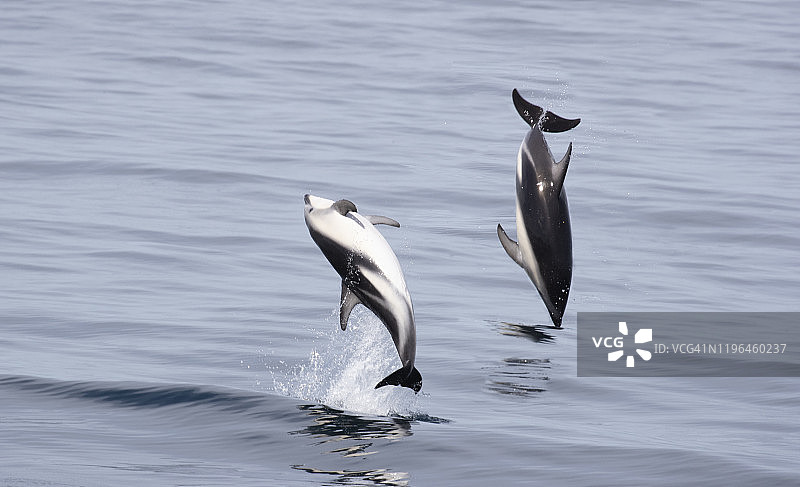 海豚在凯库拉跃出水面图片素材