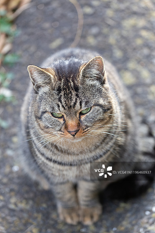 只流浪猫图片素材