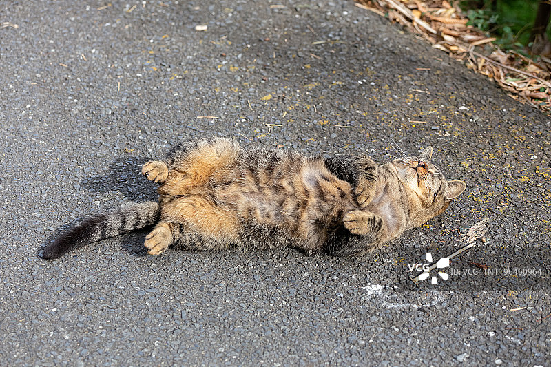 只流浪猫图片素材