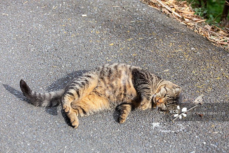 只流浪猫图片素材